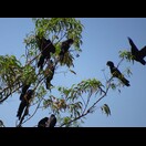Banks-Rabenkakadus